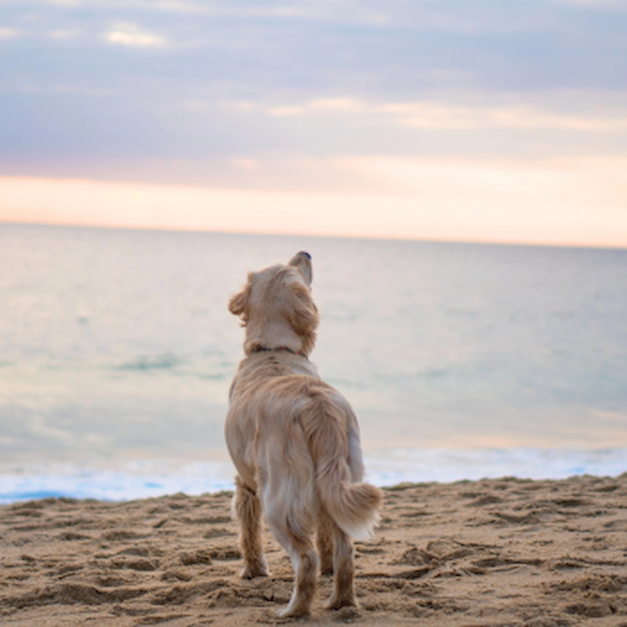 Playa de perros